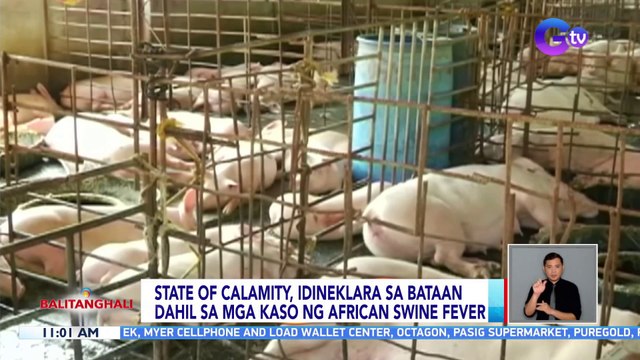 State of calamity, idineklara sa Bataan dahil sa mga kaso ng African swine fever | BT