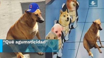 Surge el "Cheems mexicano” y desata ola de memes