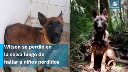 Piden recordar a Wilson, perrito rescatista, como un héroe