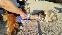 ALOT OF STRANGERS POOR CATS NEED FOODS AND WATER #fypシ #viral #cat #video #cute #trending #pets #fyp