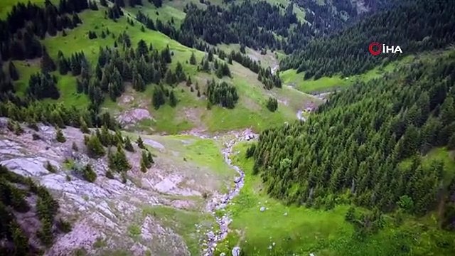 Nadir görülen beyaz boz ayı ve yavruları Artvin'de drone kamerasına yansıdı
