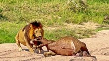 Huge Male Lion Catches and Drags Entire Buffalo