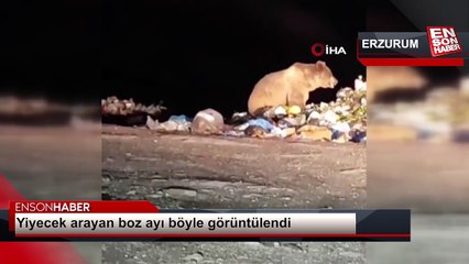 Yiyecek arayan boz ayı böyle görüntülendi