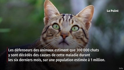 Chypre : 300 000 chats tués par la mutation d’un coronavirus félin