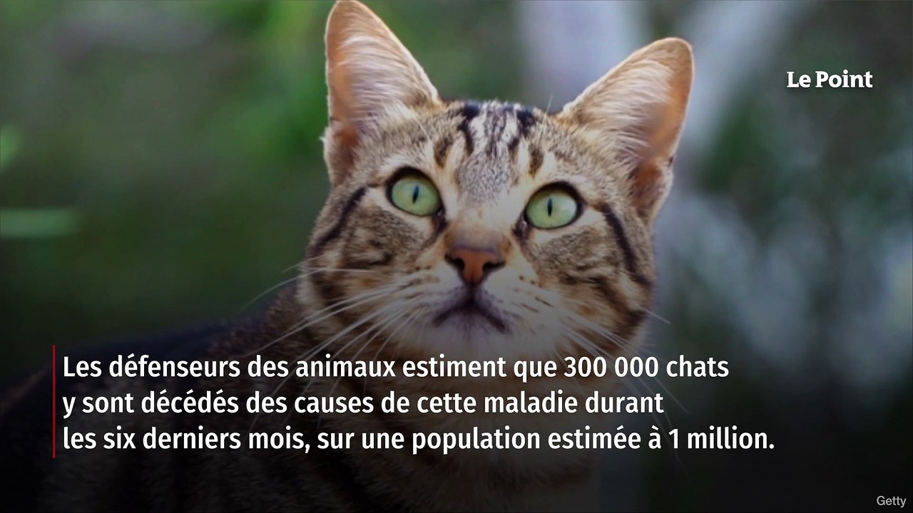 Chypre : 300 000 chats tués par la mutation d’un coronavirus félin