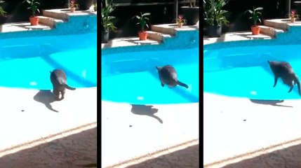 Vidéo : Un propriétaire méchant fait peur à un chat qui saute dans la piscine