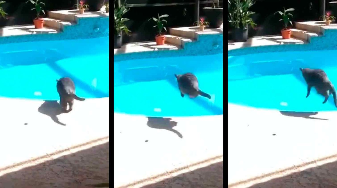 Vidéo : Un propriétaire méchant fait peur à un chat qui saute dans la piscine