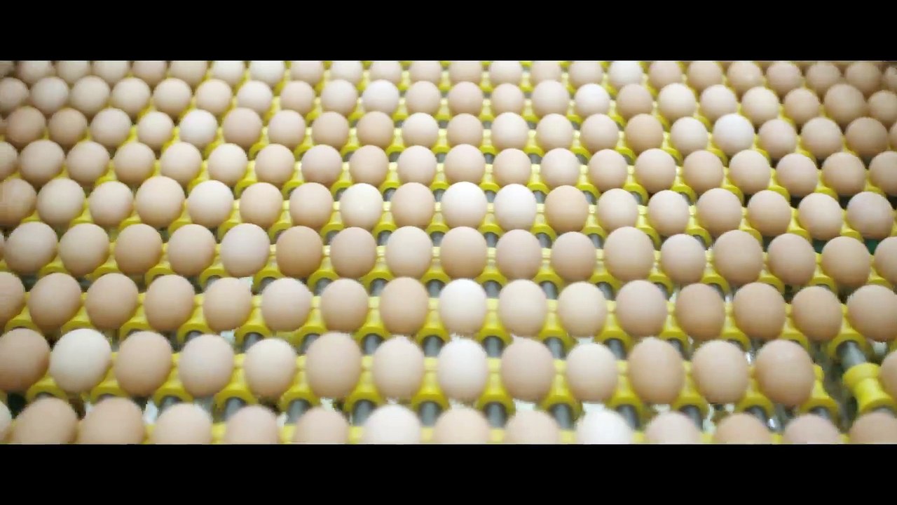 The Carnivore's Dilemma - Is It Ethical to Eat MEAT from Industrial Farms