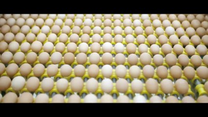 The Carnivore's Dilemma - Is It Ethical to Eat MEAT from Industrial Farms