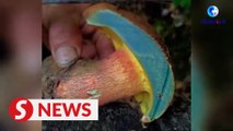 Unlocking the flavors of Yunnan: locals offer tips for eating color-changing Boletus edulis