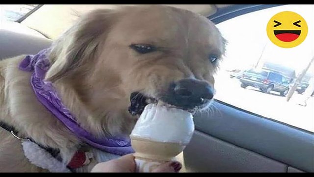 Best Funny Dogs And Cats Videos - Funniest Animals Videos 2023 #95 أفضل مقاطع فيديو كلاب وقطط مضحكة - أطرف مقاطع فيديو حيوانات