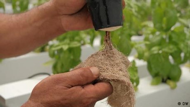 Reducing water waste through hydroponic farming