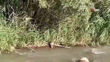 Nesli tükenmekte, Hakkari'de görüntülendi!