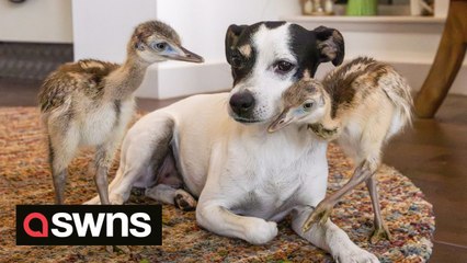 Jack Russell befriends two newborn rhea chicks