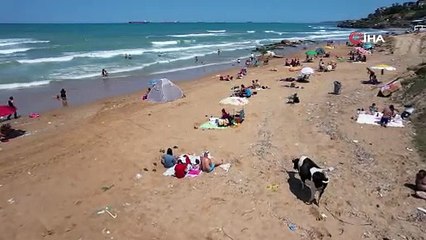 Sıcaktan bunalan ineklerin plaj keyfi