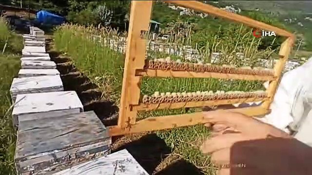 2 bin 535 rakımlı Küpe Dağı'nın eteklerinde şifa kaynağı arı sütü üretiyor