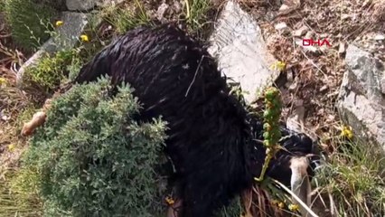 Bingöl'de yıldırım düşmesi sonucu 51 keçi öldü