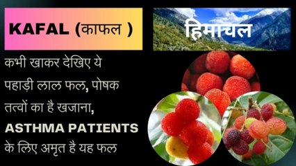 काफल  | KAFAL | कभी खाकर देखिए ये पहाड़ी लाल फल, पोषक तत्वों का है खजाना | जानें 5 जबरदस्त सेहत लाभ