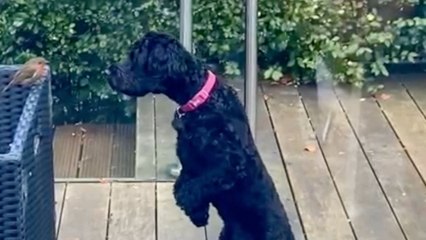Puppy Confused Why Robin Won't Budge From Perch | Wild-ish TV