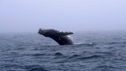 Humpback Whale Breaches Over 30 Times | Wild-ish TV