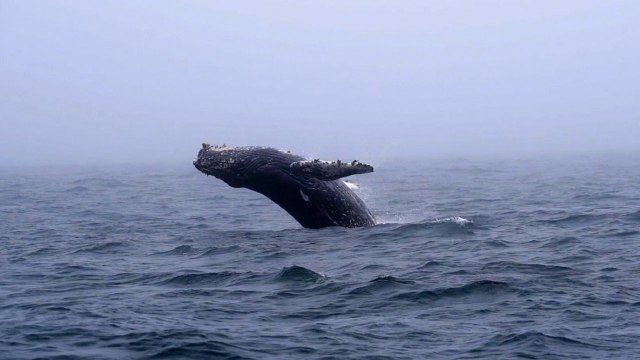Humpback Whale Breaches Over 30 Times | Wild-ish TV