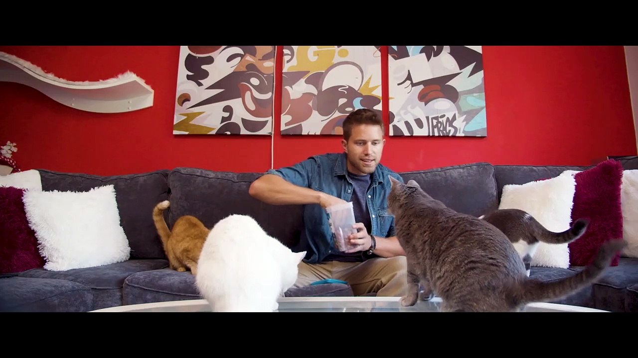 Cat Daddies - Freunde für sieben Leben Trailer DF