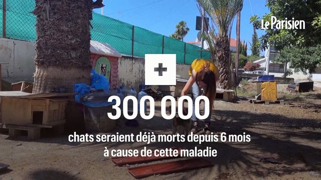 Chypre : un coronavirus a tué 300 000 chats depuis janvier