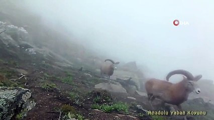 Le nombre de moutons sauvages d'Anatolie dépasse 800