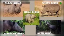 Rhino in Action. How It Destroys Elephants, Hippos and Lions.