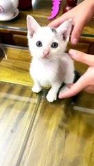 kitten taking a bath#cat #catlover #shorts