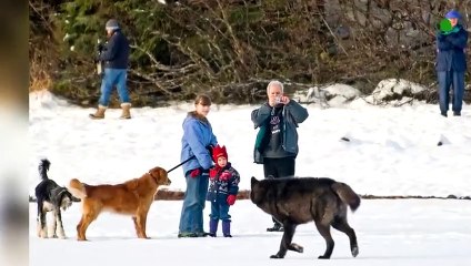 That's Why Wolves Hate Dogs So Much !!!