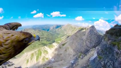 The Dark Side of Dolphins That Will Make Your Hair Stand On End.