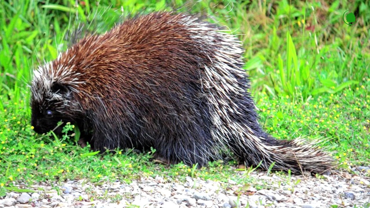 Even Lions Are Afraid of This Rodent. Here's How Porcupine Calms Predators !!!
