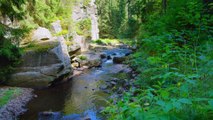 Beautiful Relaxing Music - The sound of the stream flowing with the sound of forest birds singing