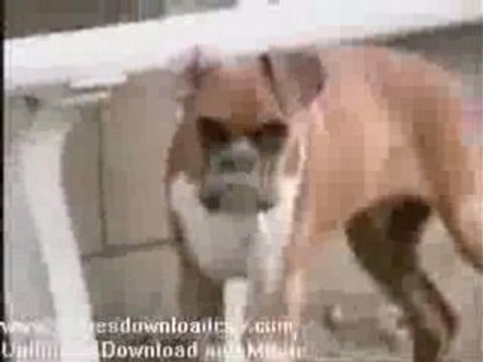 funny dogs