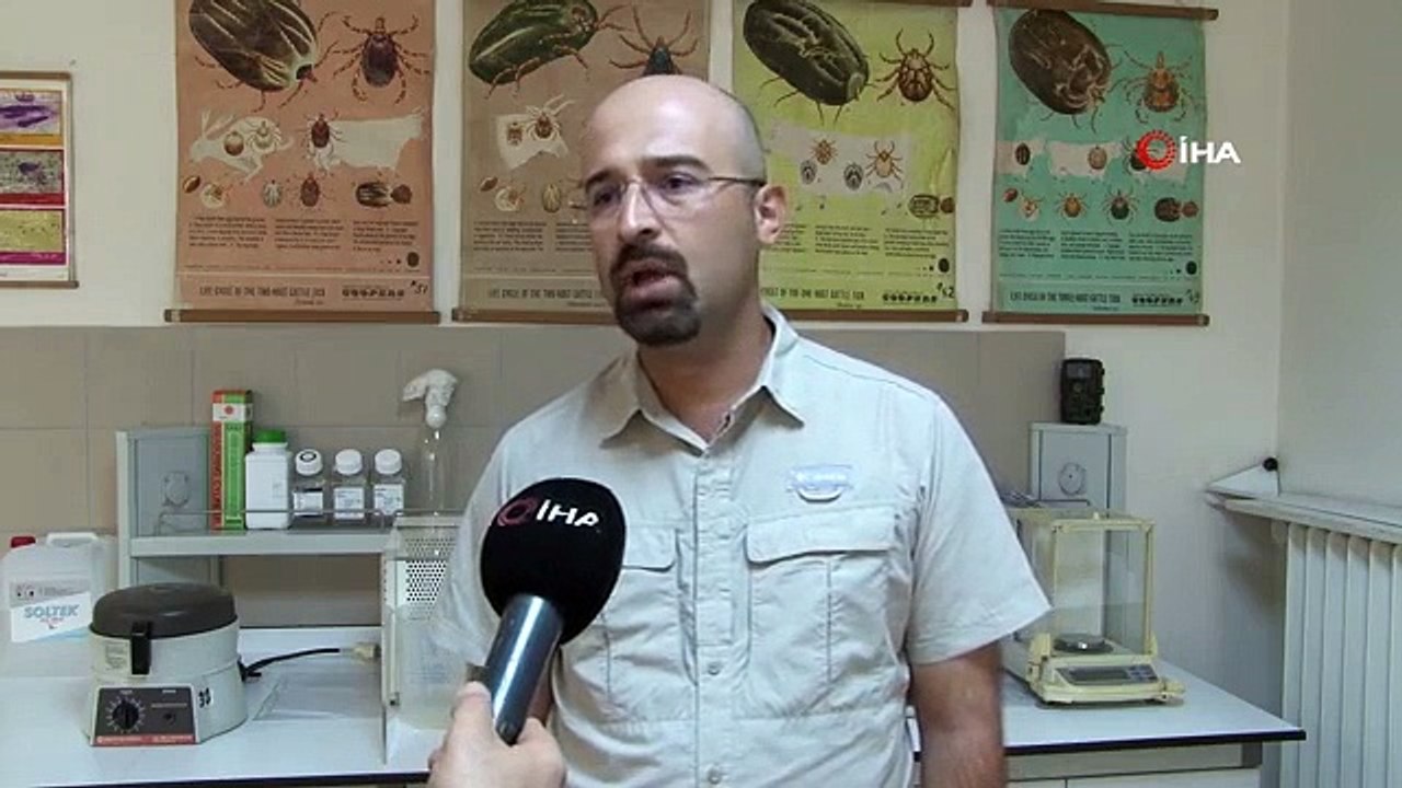 Starke Regenfälle trugen Zecken an bestimmte Stellen