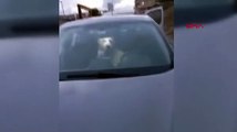 Otomobile giren köpek aracı rehin aldı!