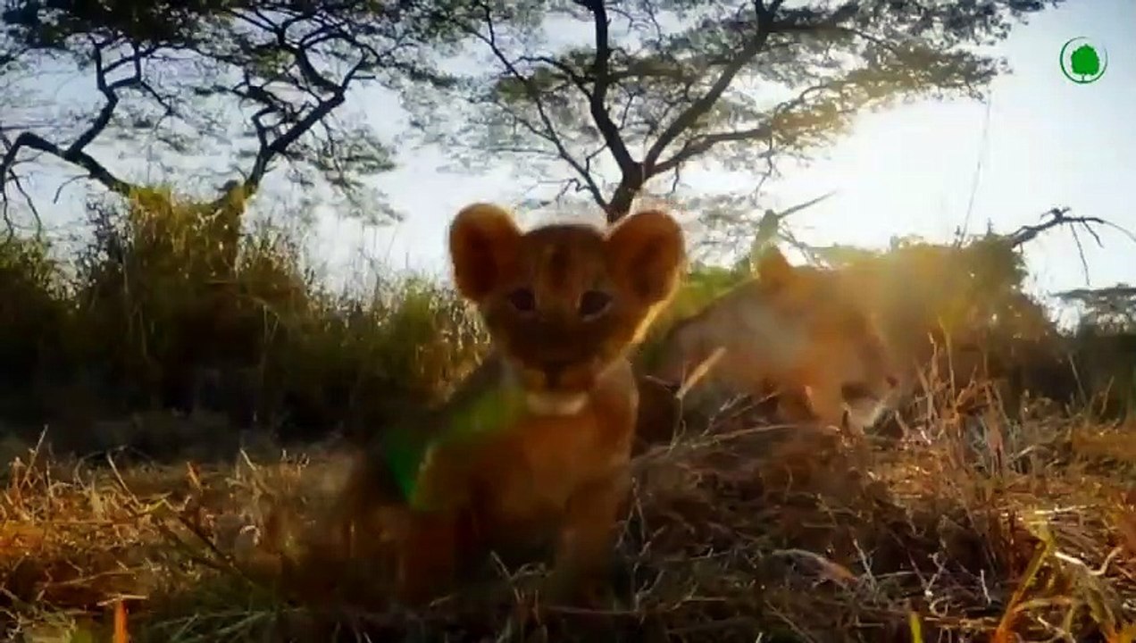 For This Action, A Lioness Can Kill A Lion !!!