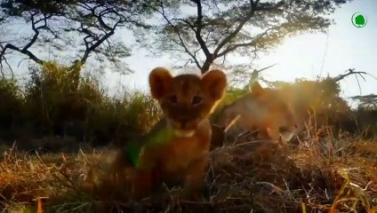 For This Action, A Lioness Can Kill A Lion !!!