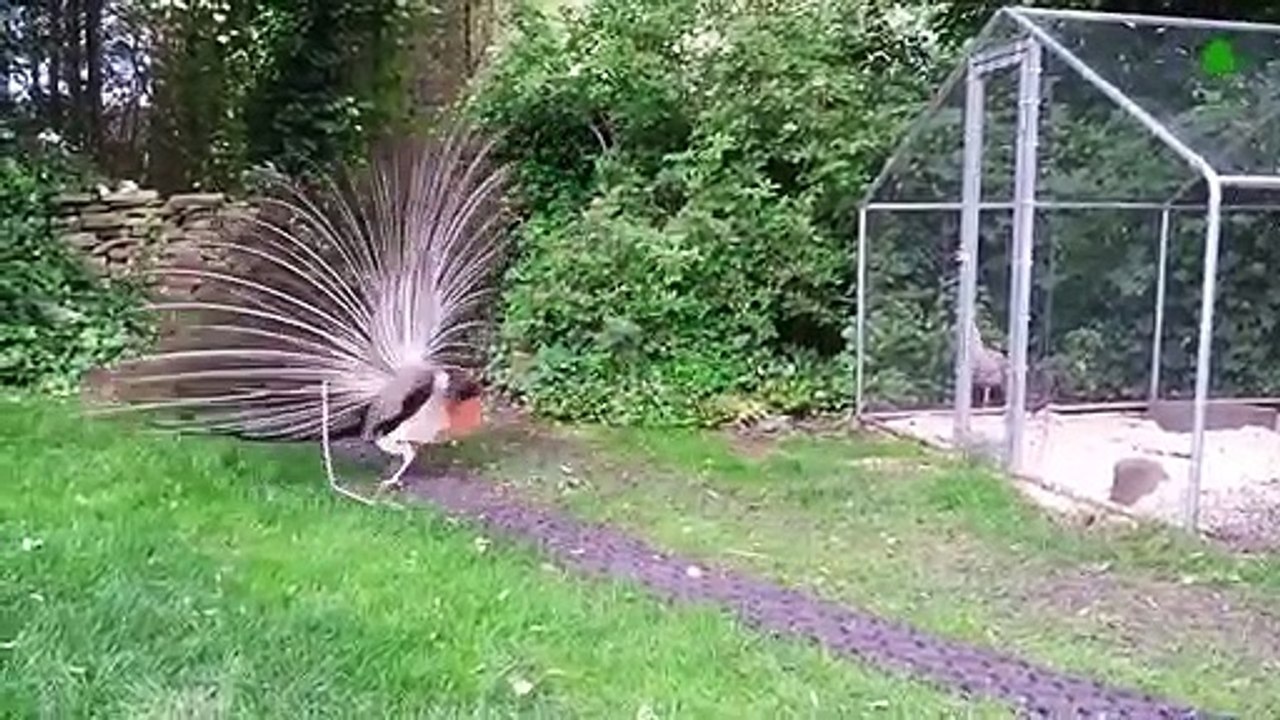 Animal Voices. How Animal Languages Sound.