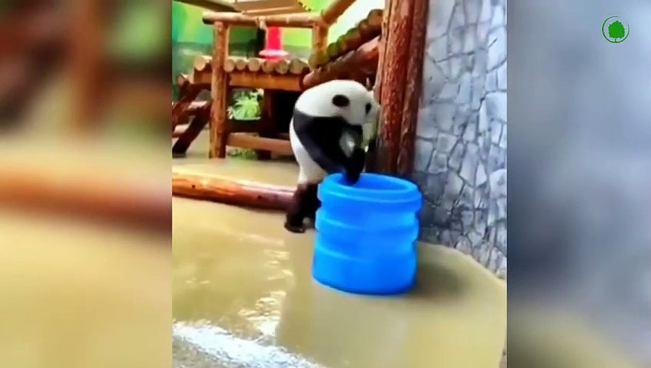 The Funniest Bear In The World. Try Not To Laugh.