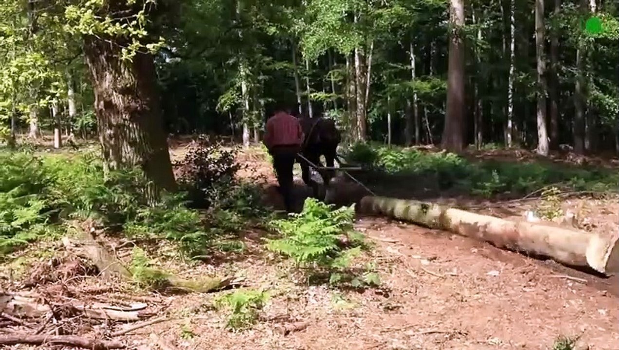 The Strongest Horses In the World. Draft Horses !!!