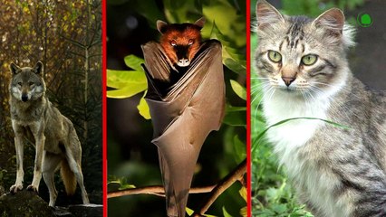 The Ugliest Cat Breeds. Here Scientists Have Definitely Messed Up !!!