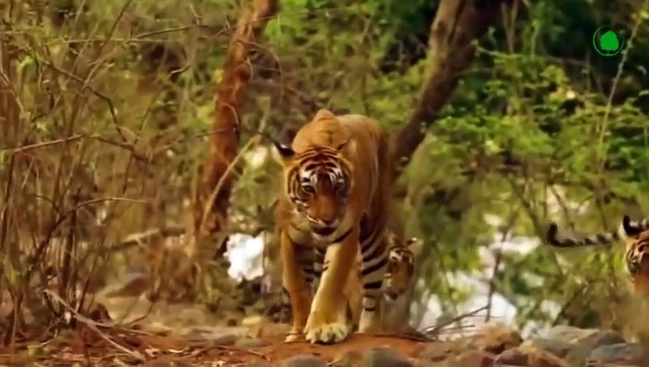 How Many Tigers Does It Take to Kill Tyrannosaurus !!