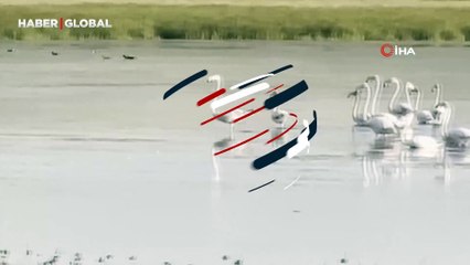 Çorum’da ilk kez flamingo görüldü