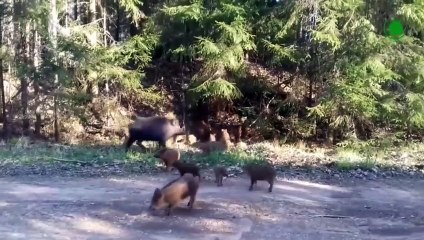 Wild Boar Tore Apart African Warthog In Battle.