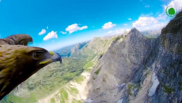 Killer Whale In Action. How Killer Whales Hunt Sharks, Huge Whales !!!