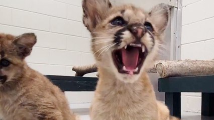 These Orphan Cougars Have the Fluffiest Coats