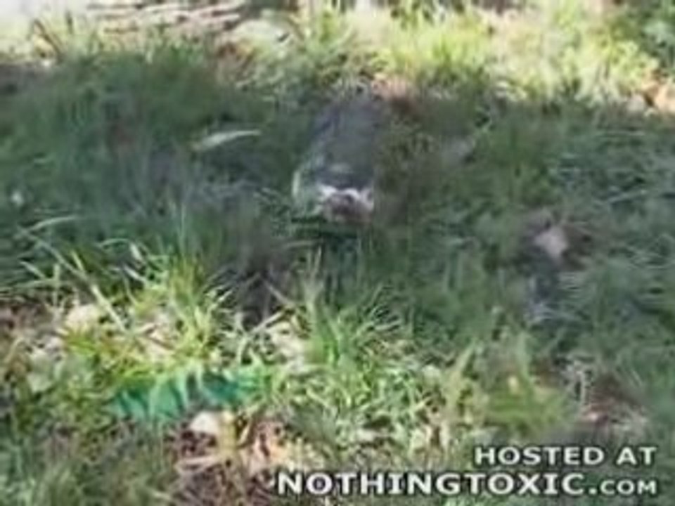 Turtle Cat