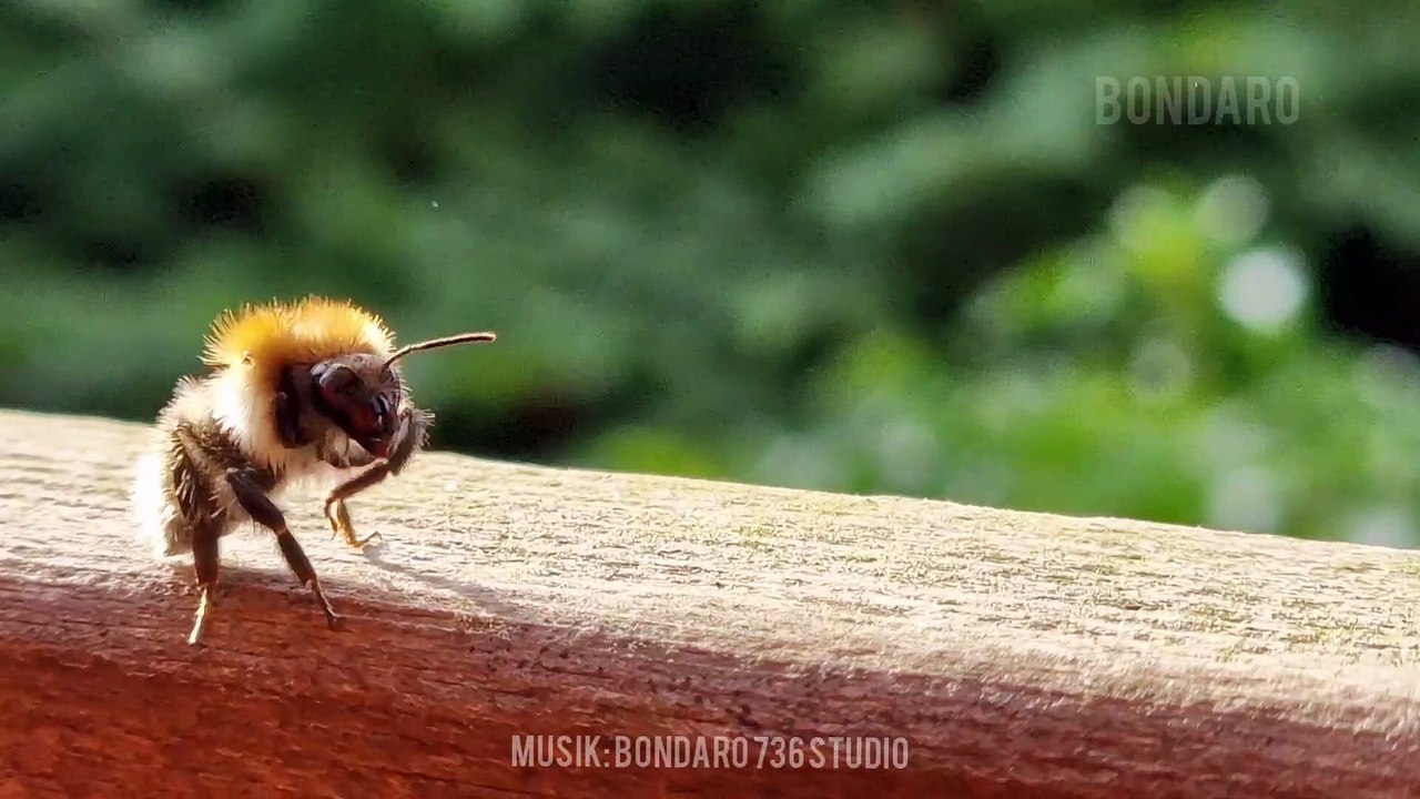 Hallo, ich bin die Biene Maja